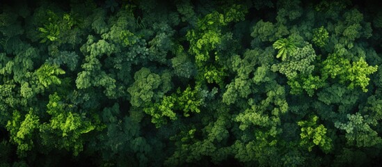aerial top view Rainforest trees, nature background - obrazy, fototapety, plakaty