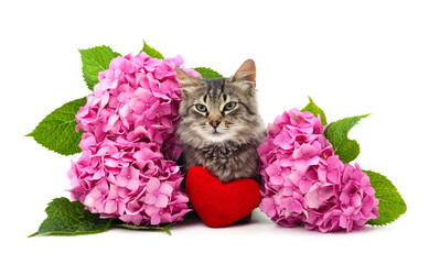 Cat with flowers and a toy heart.