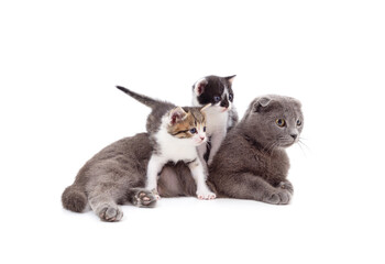 Gray cat with kittens.