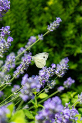 butterfly on a flower