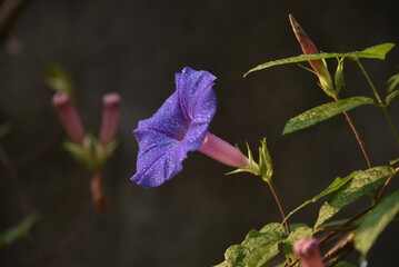 purple and yellow
