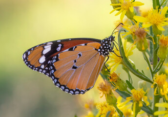 Sultan butterfly on plant ; Danaus chrysippus butterfly