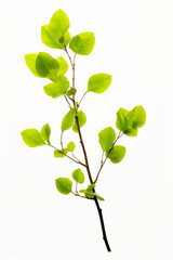 Obraz premium Small tree branch with green leaves on it's branches.