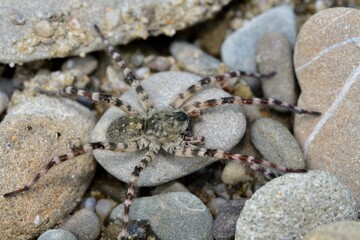 Spider lycosa hunting on the stone near the river 