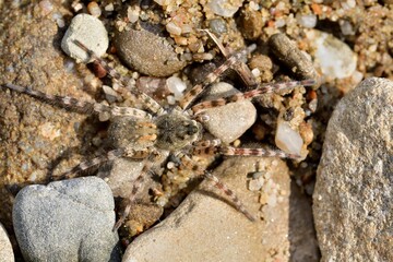 Macro photo of spider lycosa on the river stone 