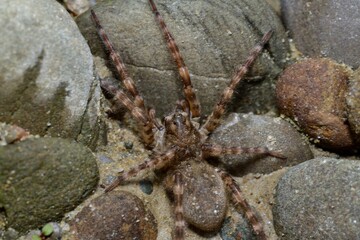 Macro photo of spider lycosa on the river stone 
