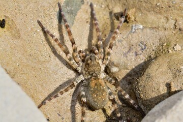 Spider lycosa hunting on the stone near the river 