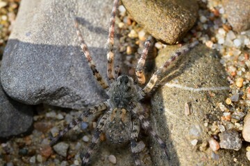 Macro photo of spider lycosa on the river stone 