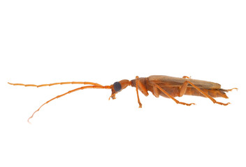 False blister beetle isolated on white background, Nacerdes carniolica - obrazy, fototapety, plakaty