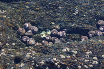 Fouesnant, Bretagne, France; December 2nd 2023: Sea snail caracola on the rocks into the ocean shore water.