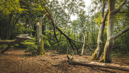 Damaged Tree In The Speulderbos Beech Forest.