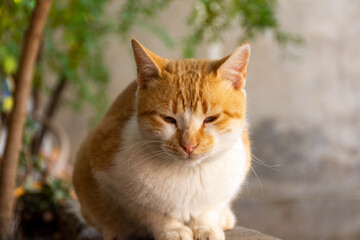 Close-up portrait of a cute cat.