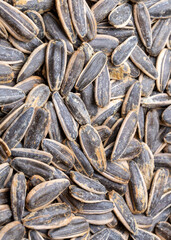 Salted sunflower seeds on a white background