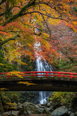 Minoo Waterfall with red bridge in autumn, Minoo Park Osaka, Japan - 687227850