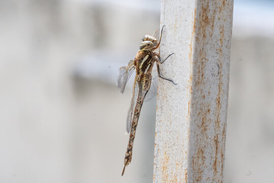 alguacil , caballito del diablo, lib&eacute;lula, matapiojos , insectos , anis&oacute;pteros , pale&oacute;pteros , libellula 