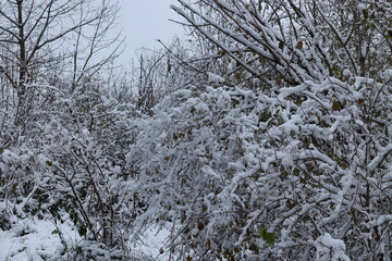 ice on the branches of a tree in the winter in Sauerland
