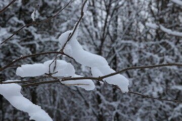 ice on the branches of a tree in the winter in Sauerland
