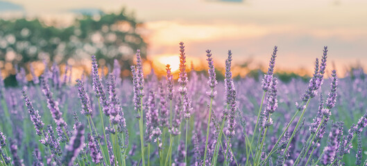 Fleurs de lavandes en gros plan au coucher du soleil sur le plateau de Valensole, en Provence, Sud de la France.  © ODIN Daniel
