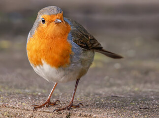 Rotkehlchen auf der Mauer