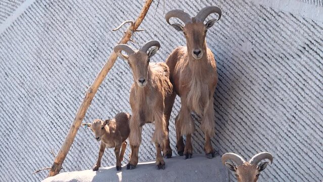 family barbary sheep (ammotragus lervia) in natural habitat