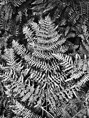 Black and White Fern Leaf Background