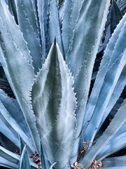 The Heart Of The Agave