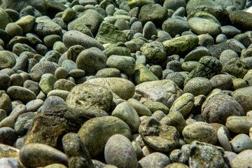 Small round rocks or pebbles covered with green algae, closeup underwater photo