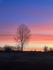 Fototapeta premium silhouette of a tree in the sunset