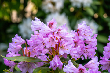 Fototapeta premium Pink flowering Rhododendron bush