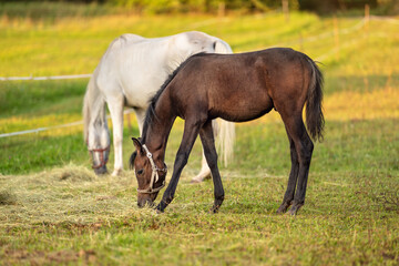 Obraz na płótnie Canvas Dark brown Arabian horse foal grazing over green grass field, another animal in background, afternoon sun shines over