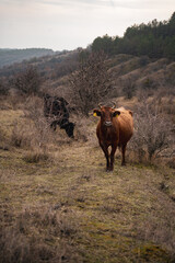 A brown bull stands in a meadow and looks forward against the backdrop of mountains in the fog