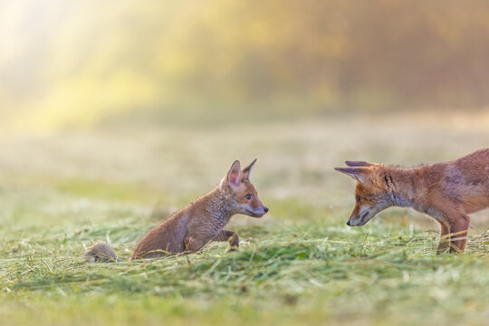 Pair of adorable two red foxes is playing outdoors in the sunlight.  Horizontally. 