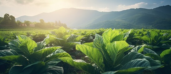 Tobacco plant in field with beautiful landscape green leaves evening sunlight empty space Copy...