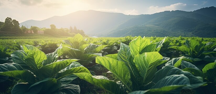 Tobacco plant in field with beautiful landscape green leaves evening sunlight empty space Copy space image Place for adding text or design