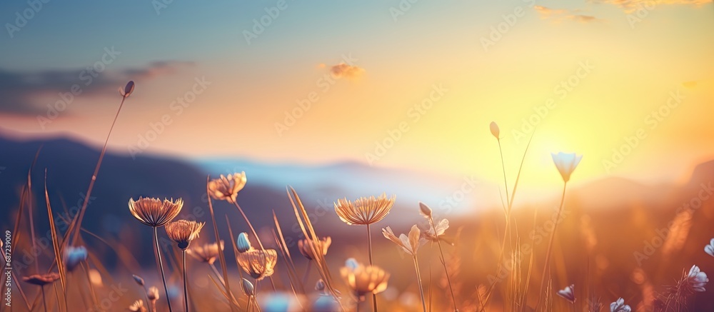 Poster sunset s natural arrangement copy space image place for adding text or design