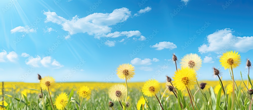 Aufkleber Yellow dandelions and blue sky in a field Copy space image Place for adding text or design