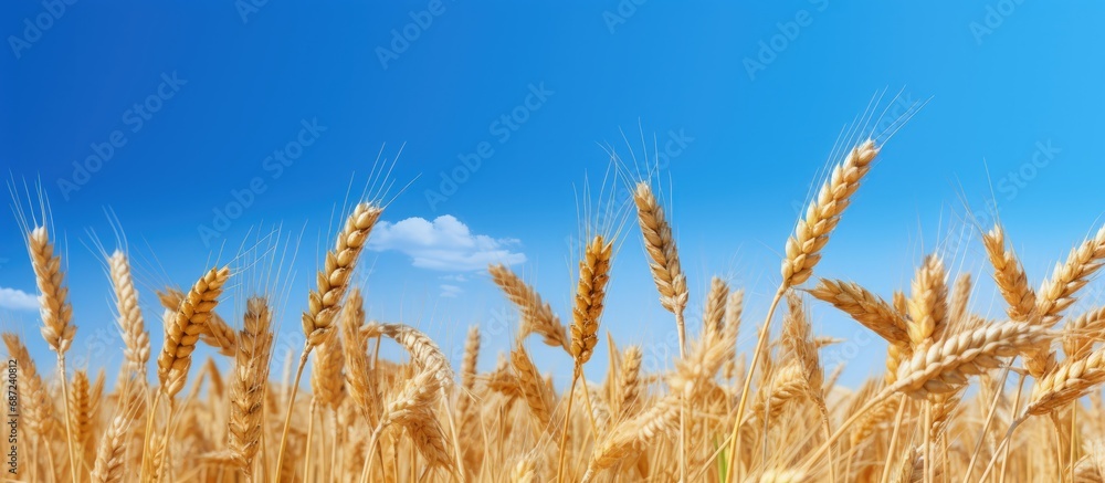 Canvas Prints Yellow wheat ripe under blue sky before harvest Copy space image Place for adding text or design