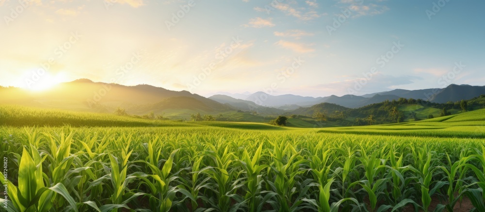 Poster Sunrise backdrop showcasing a wide view of a fresh corn field plantation Copy space image Place for adding text or design