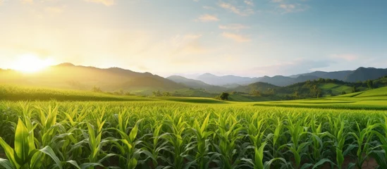 Fotobehang Sunrise backdrop showcasing a wide view of a fresh corn field plantation Copy space image Place for adding text or design © HN Works