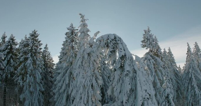 Aerial Panning Scenic Shot Of Tall Frozen Trees In Tranquil Forest - Oberhof, Germany