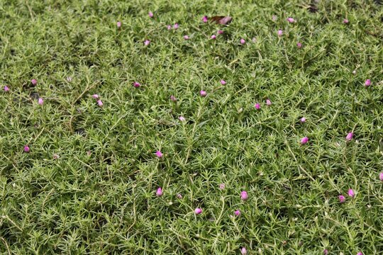 Green grass texture with pink flowers