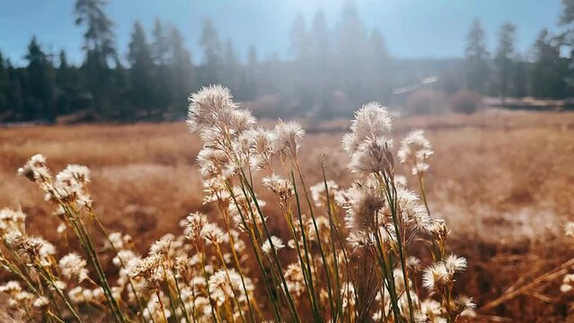 grass in the wind,grass, sky, landscape, nature, tree, field, autumn, meadow, forest, spring, summer, plant, green, trees, cloud, blue, clouds, yellow, birch, rural, mountain, fall, season, environmen