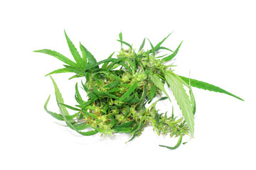 Marijuana leaf and green marijuana flower on transparent background .png transparent background image. cannabis leaf illustration
