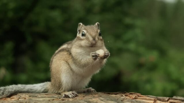 A Curious chipmunk Perched on a Mossy Log in the Forest