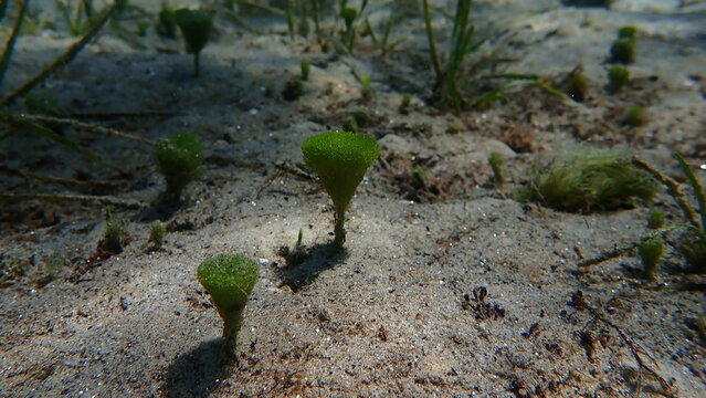Green algae Merman's shaving brush (Penicillus capitatus) undersea, Aegean Sea, Greece, Halkidiki