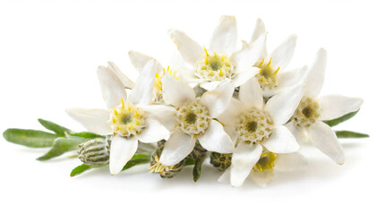 Edelweiss flowers isolated on white background, cutout