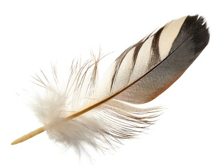 Feather isolated on white background, cutout