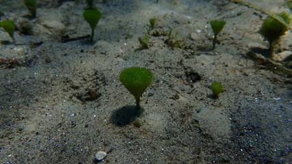 Green algae Merman's shaving brush (Penicillus capitatus) undersea, Aegean Sea, Greece, Halkidiki