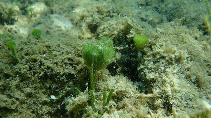 Green algae Merman's shaving brush (Penicillus capitatus) undersea, Aegean Sea, Greece, Halkidiki