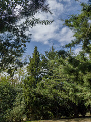 Obraz premium Lush green pine tree canopy with blue sky and white clouds peeking through, natural forest background texture